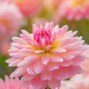 Meet your Posher, Chloe